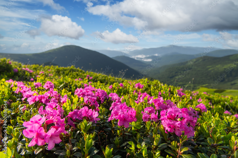 夏天，杜鹃花覆盖了山脉和草地。美丽的日出之光照耀着前方