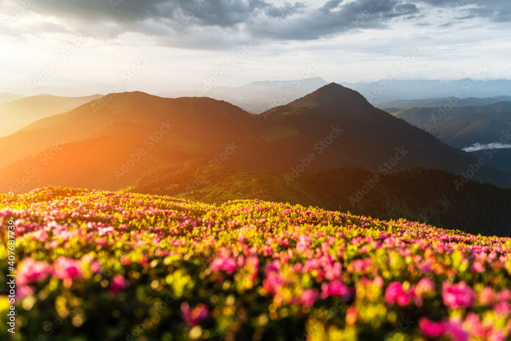 杜鹃花在夏天覆盖了山脉和草地。橙色的日出光在前方闪耀