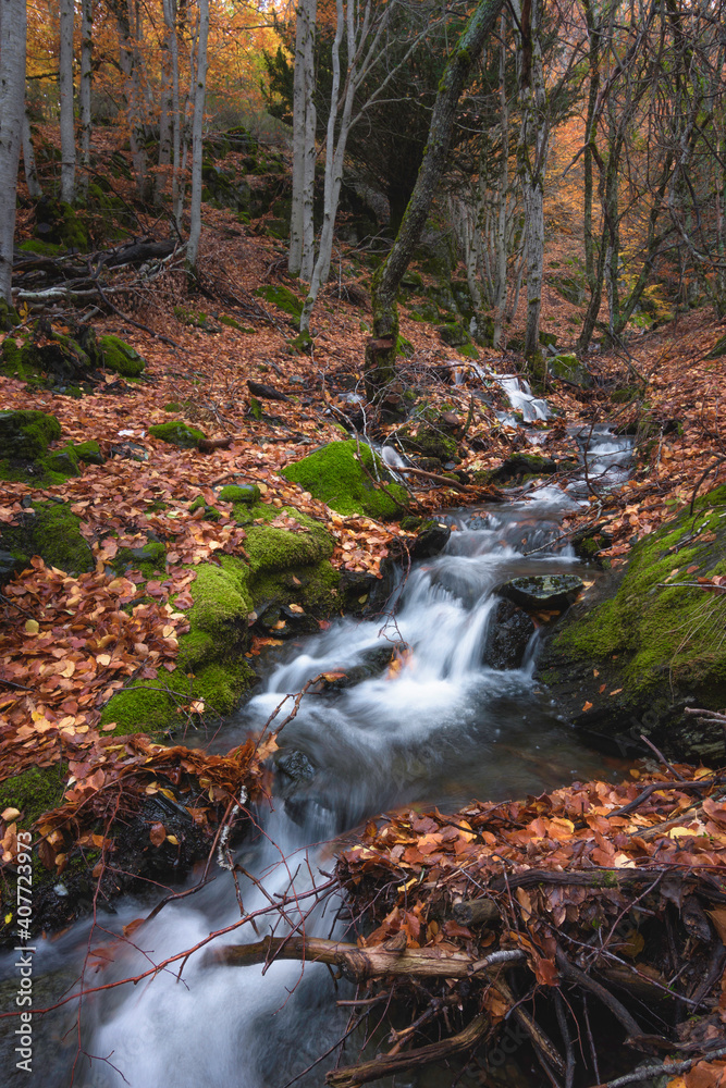 Hayedo de tejera negra en otoño