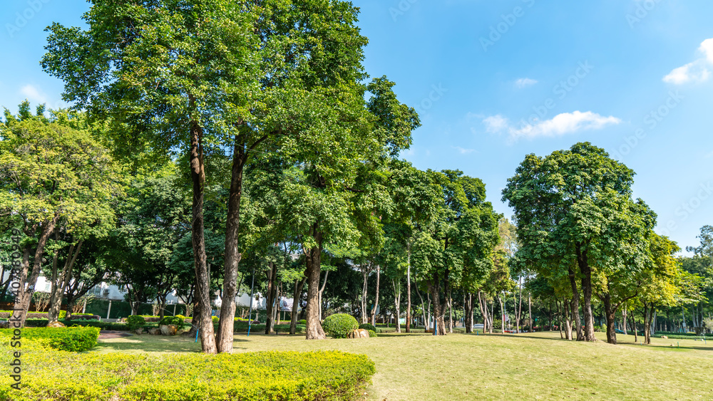 城市公园绿色森林自然景观