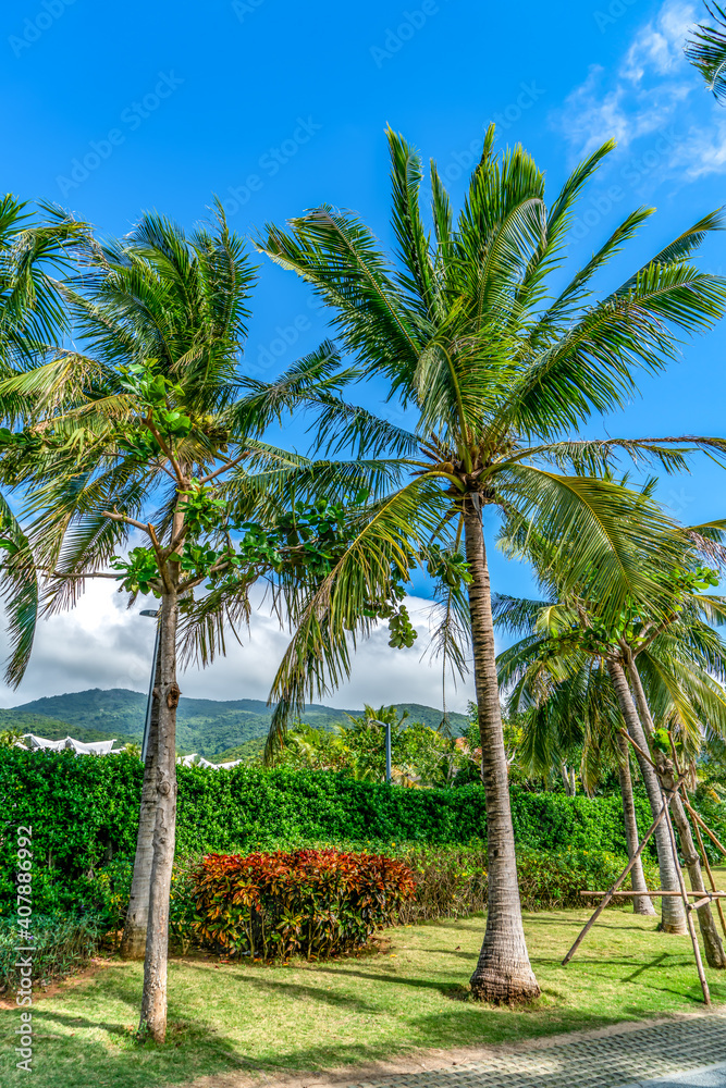 Tropical plant green palm tree