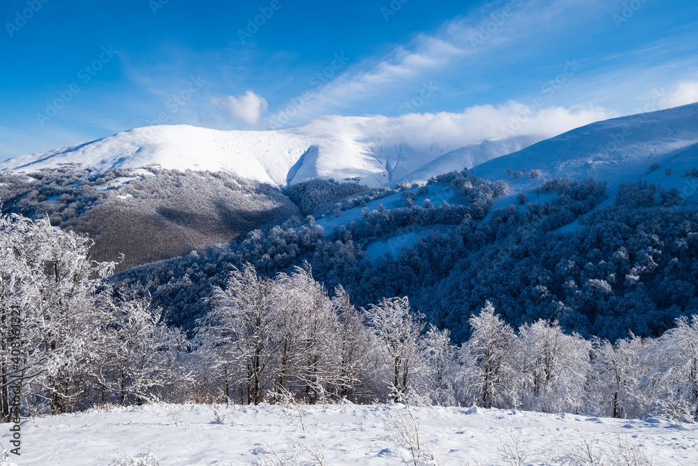 白天的冬季景观。雪下的森林。雪的背景。雪的天气和鼻涕