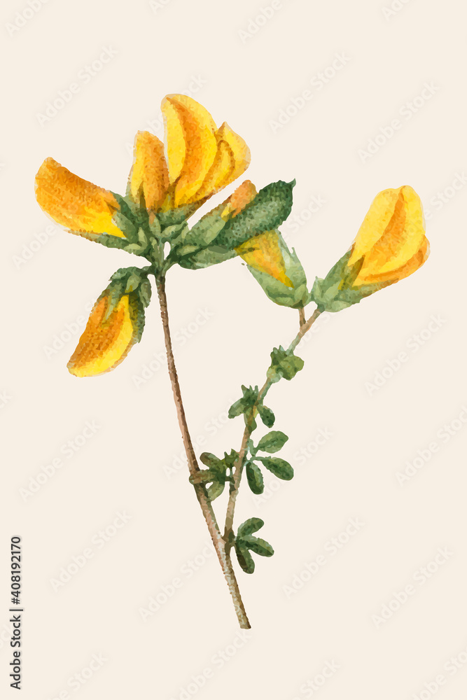 Vintage yellow cytisus flower vector hand drawn illustration