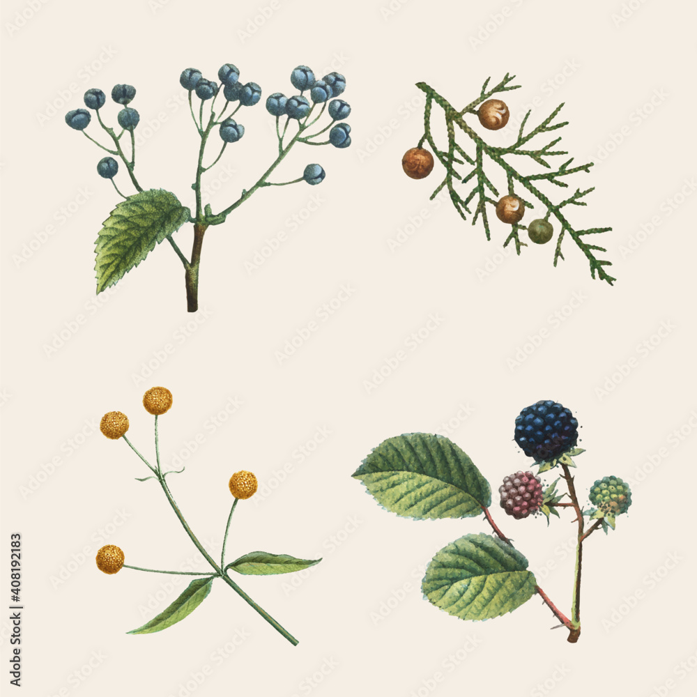 Vintage botanical vector set hand drawn illustration