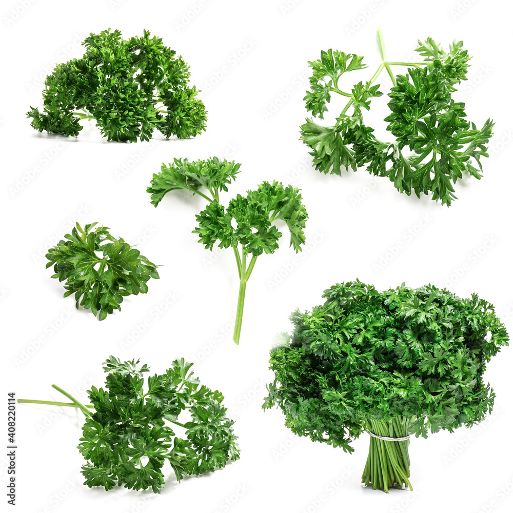 Fresh parsley on white background