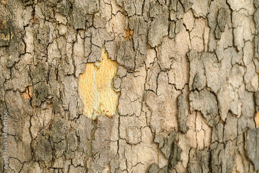 Natural wooden texture as background