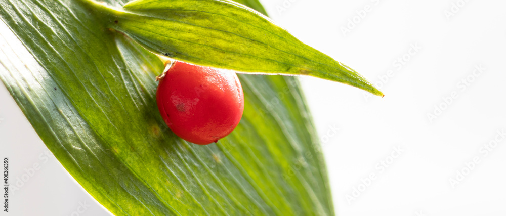 red apple on leaf