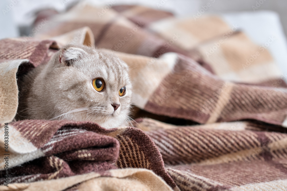 Cute cat covered with warm plaid at home. Concept of heating season