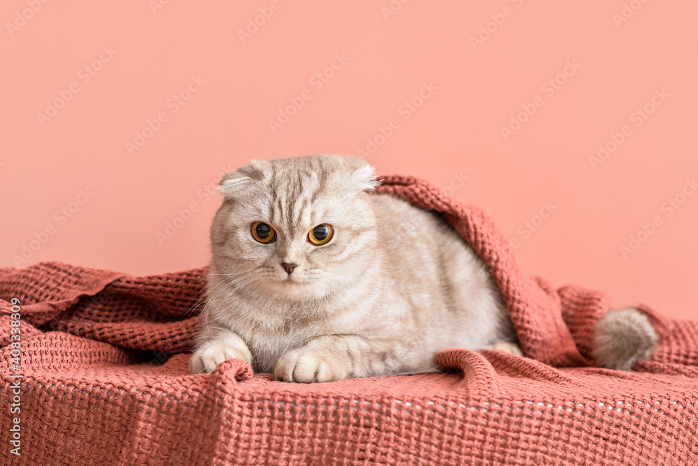 Cute cat with warm plaid on color background. Concept of heating season