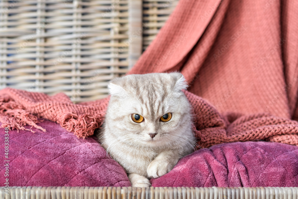 Cute cat with warm plaid in wicker box. Concept of heating season