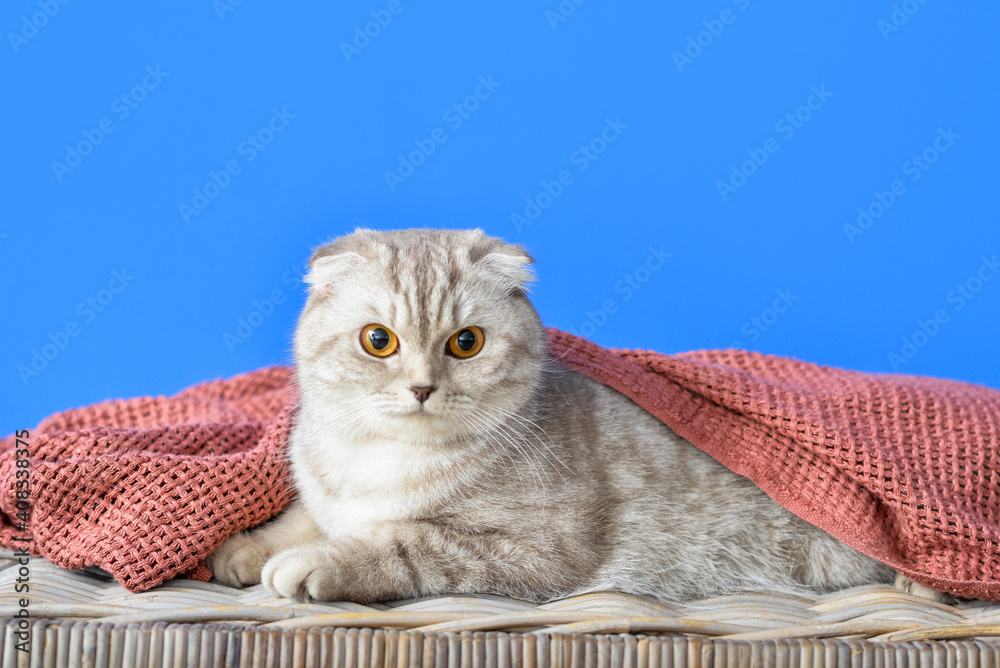 Cute cat with warm plaid on color background. Concept of heating season