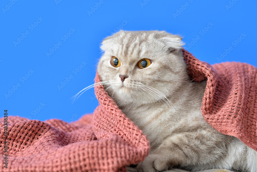 Cute cat with warm plaid on color background. Concept of heating season