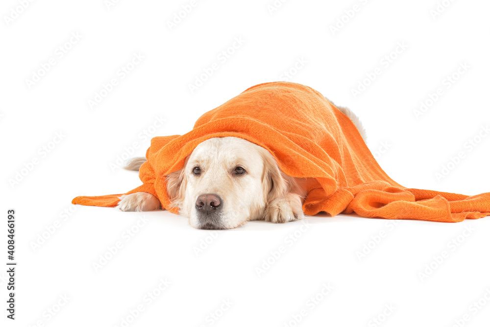 Cute dog with warm plaid on white background. Concept of heating season