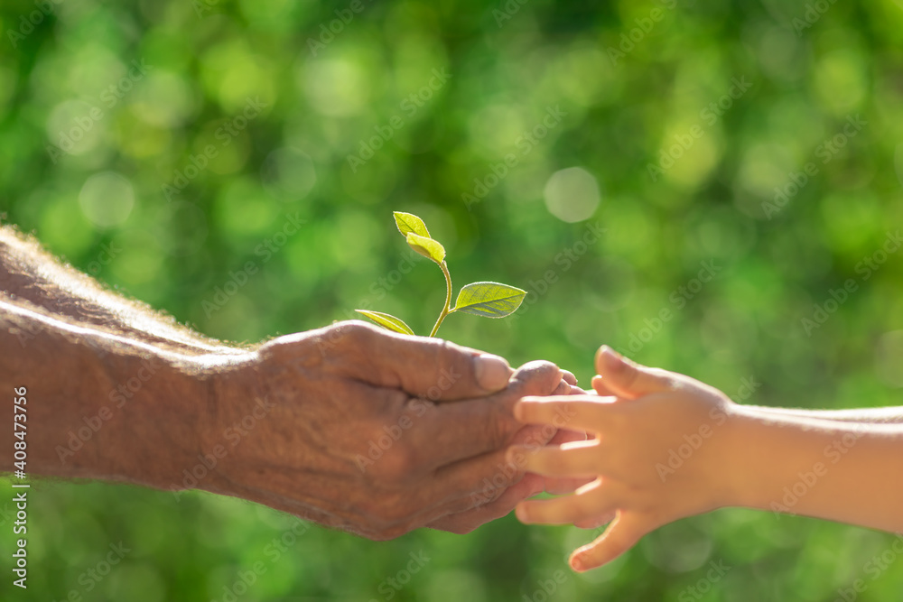 Senior man and child holding young green plant in hands