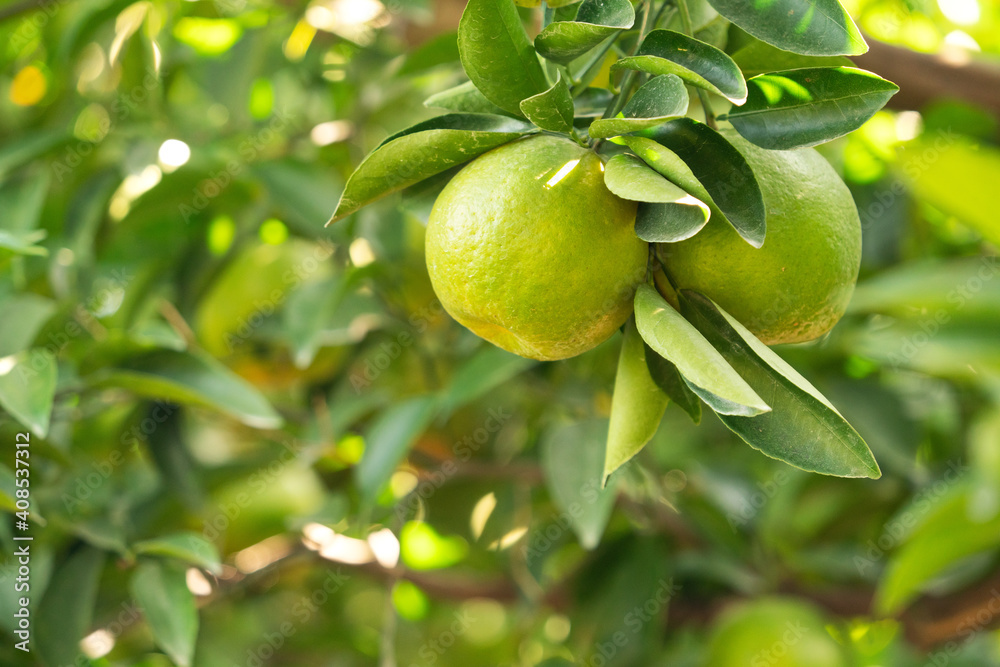 Fresh ripe tangerine mandarin orange on the tree in the orange garden orchard.