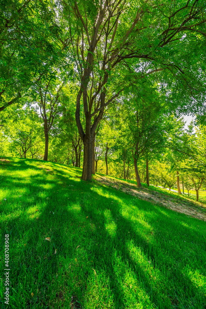 green forest background in a sunny day.