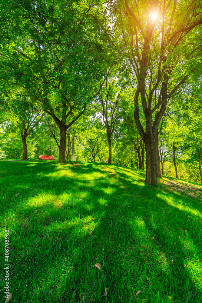 green forest background in a sunny day.