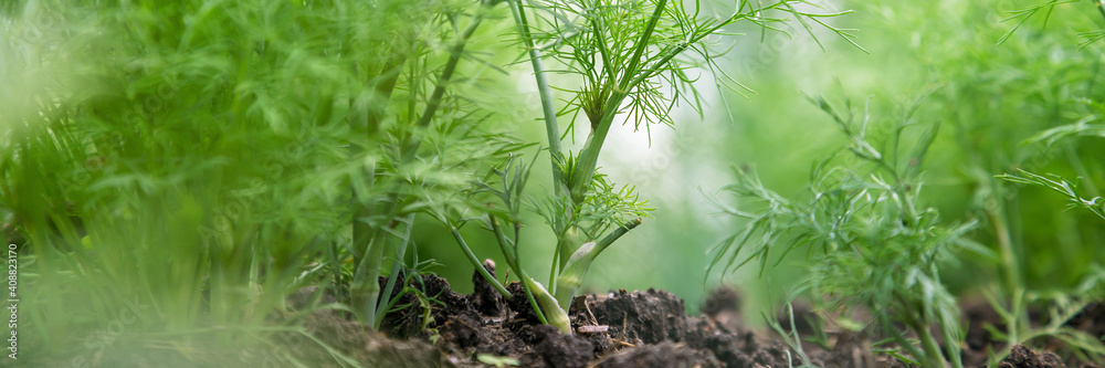 green dill grows on blurry vegetable garden bed macro