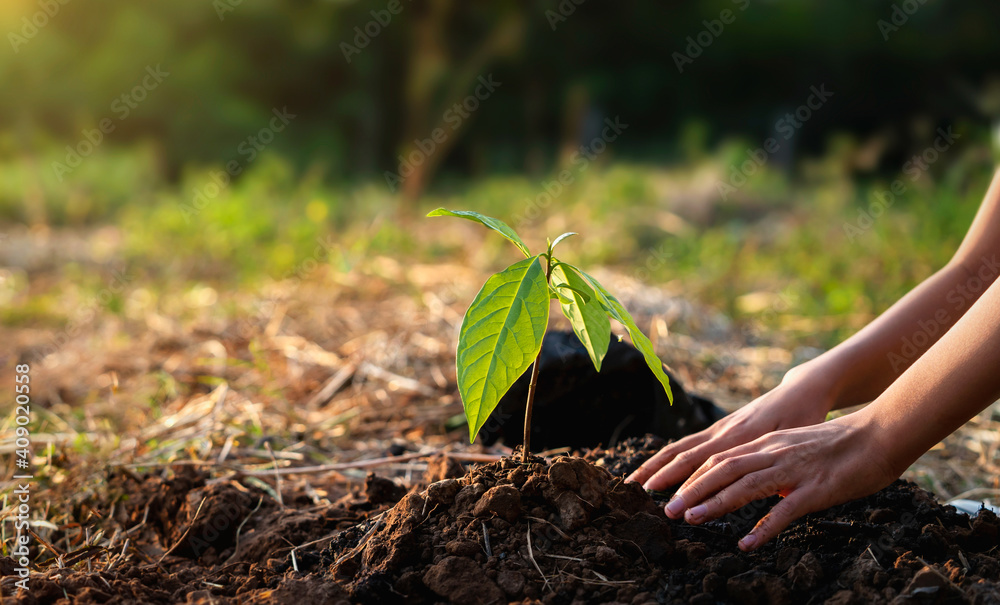 children planting tree in garden. concept eco earth day