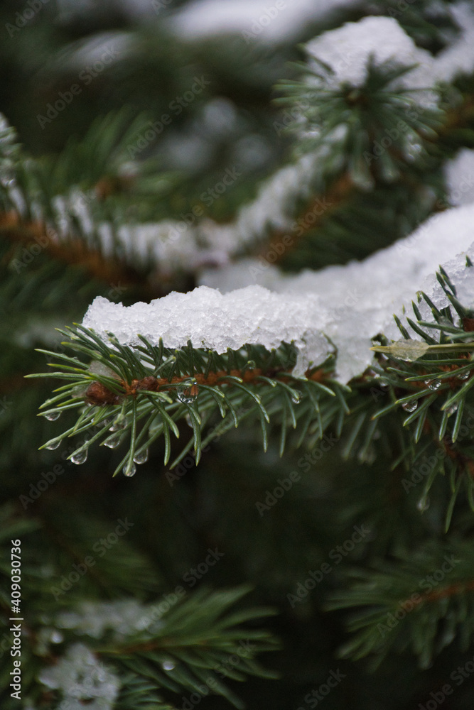 积雪松针