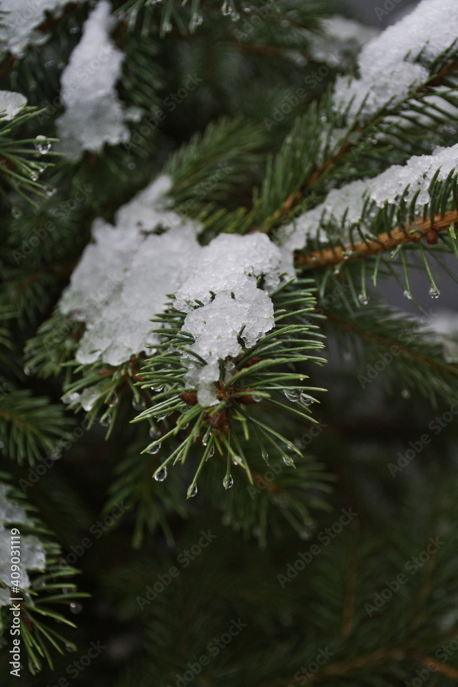 白雪皑皑的树