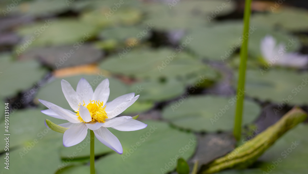 美丽的睡莲花在水中绽放-白色的莲花，在树叶的背景上