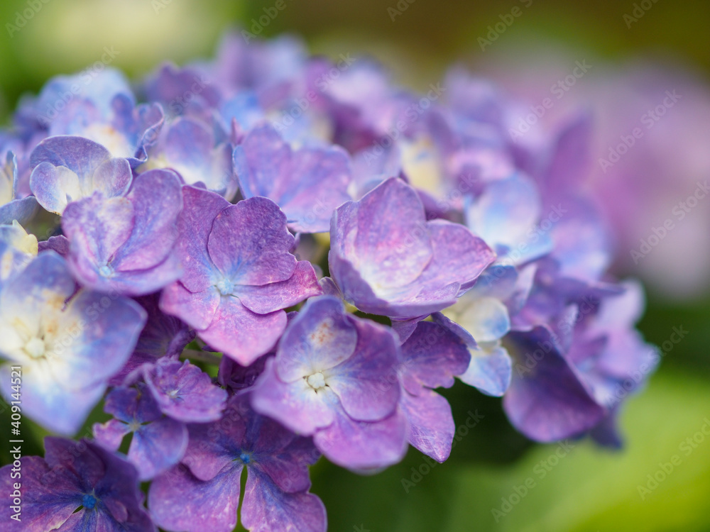 赤紫色の紫陽花の花