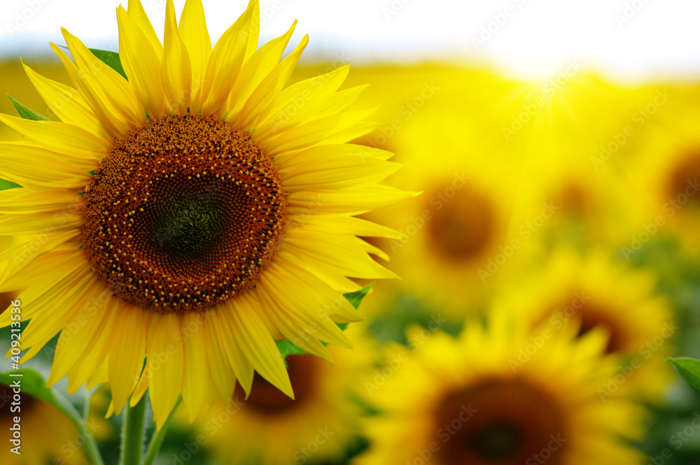 Sunflowers on a field blurred in sunlight