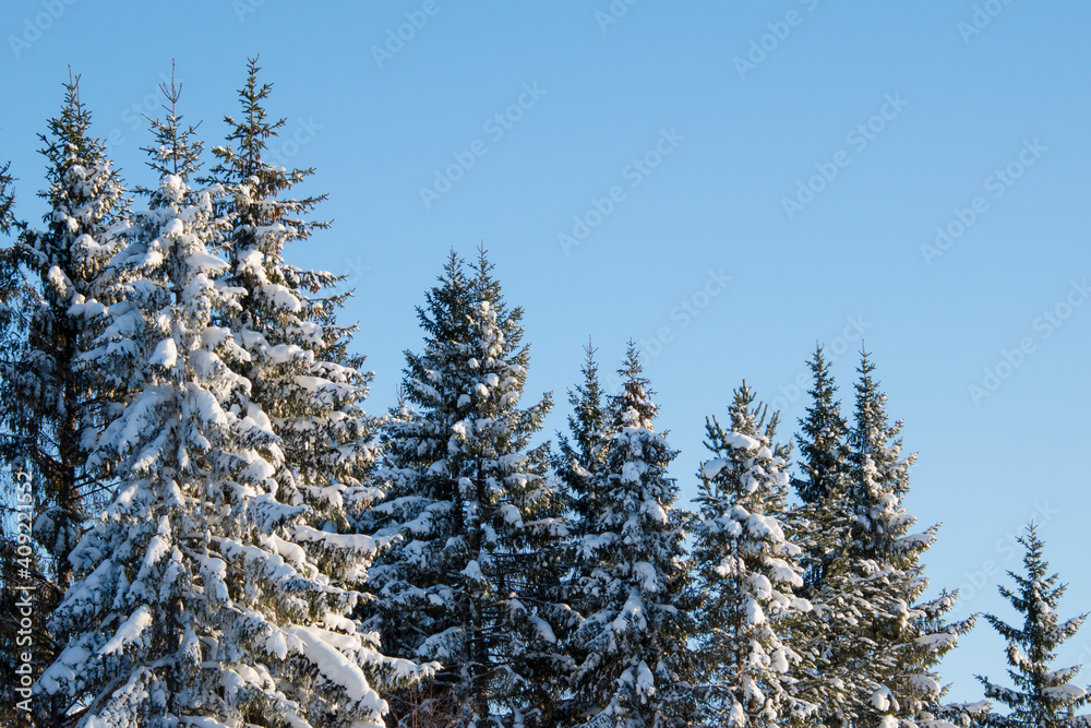 冰、木、树、森林、霜冻、圣诞节、下雪、天空、寒冷、白色、户外、背景、季节、胜利