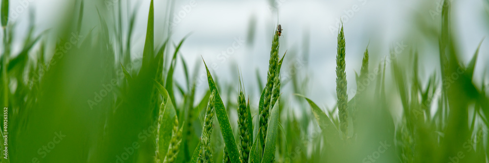 green rye spikes grow among leaves on large farm field