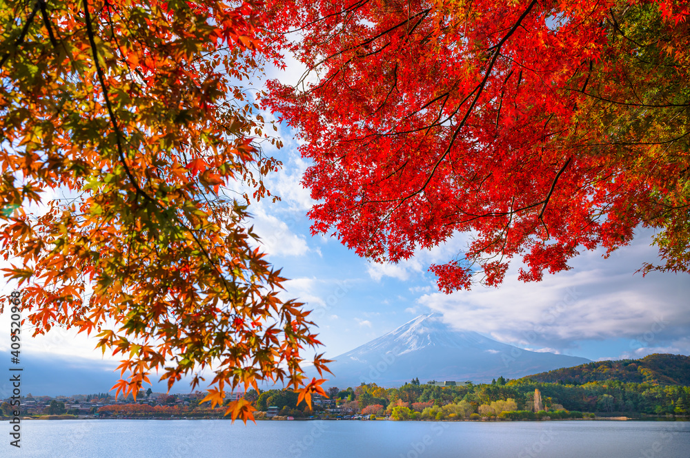 美丽的秋景枫树和富士山在日本山梨县早晨的河谷湖