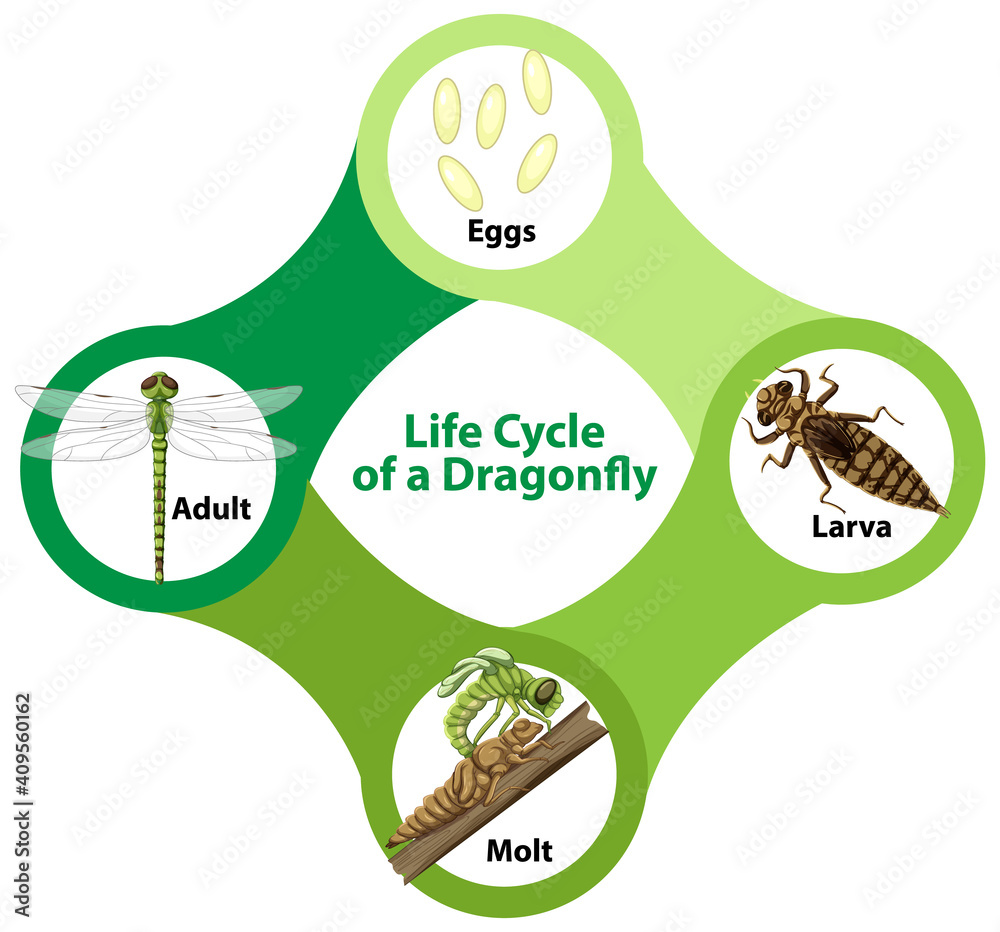 蜻蜓生命周期示意图