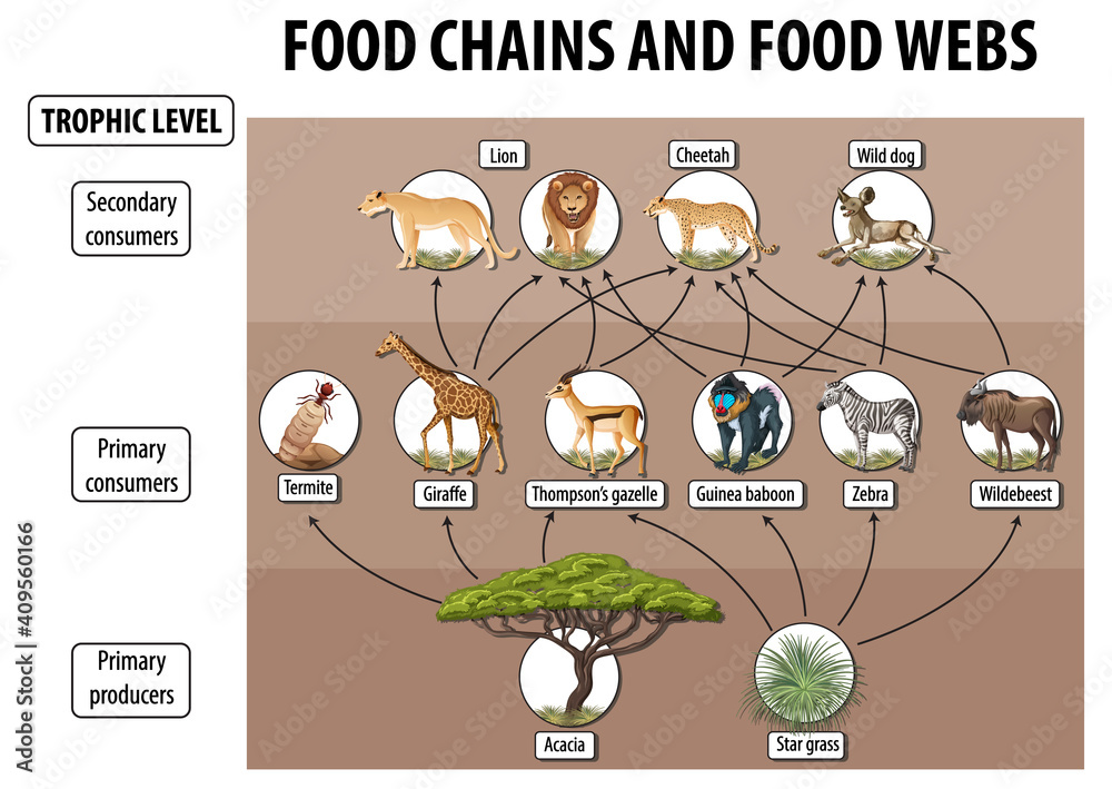 食物网和食物链图的生物学教育海报