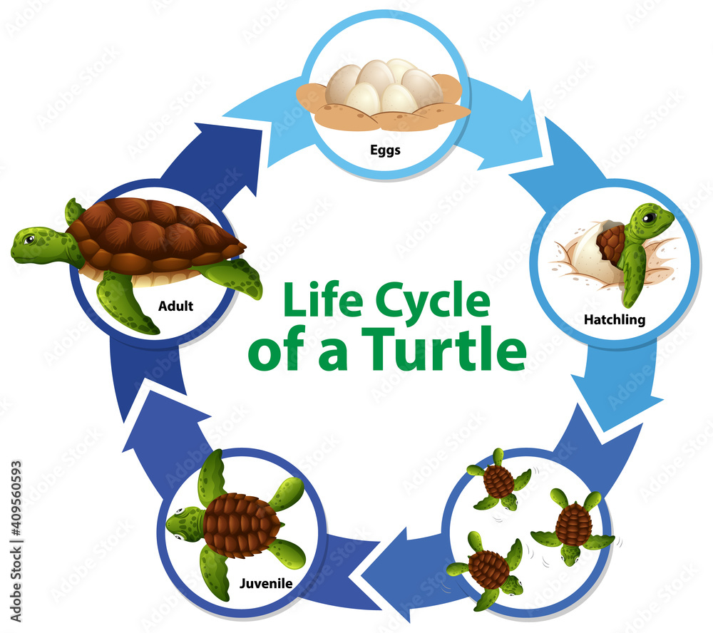 Diagram showing life cycle of Turtle