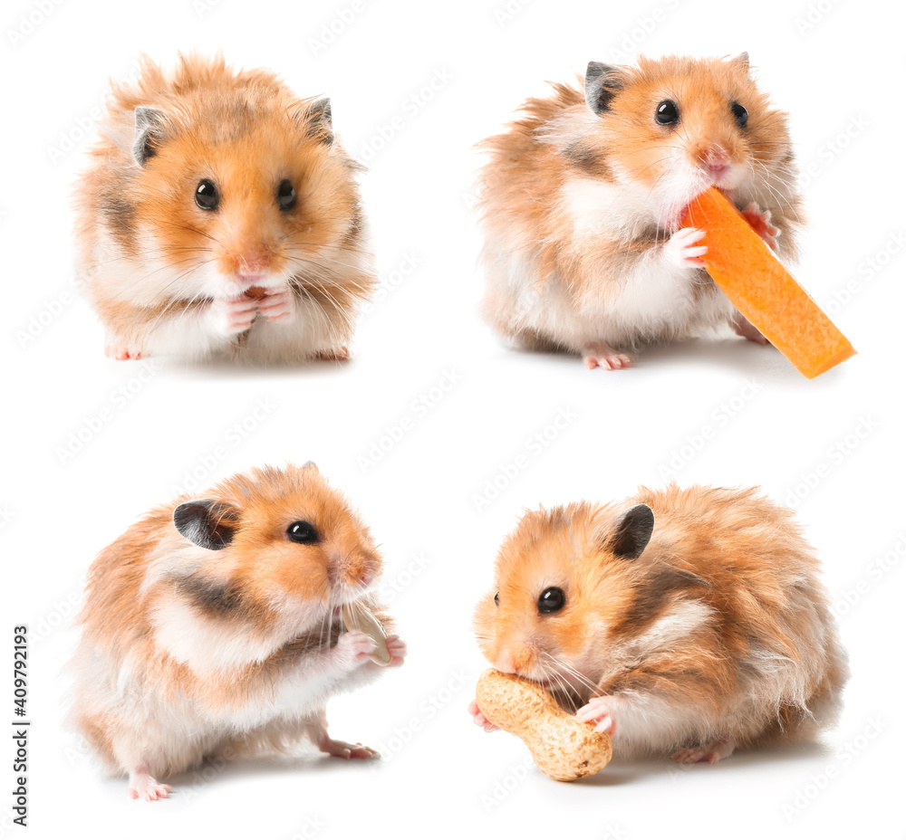 Set of funny hamster on white background