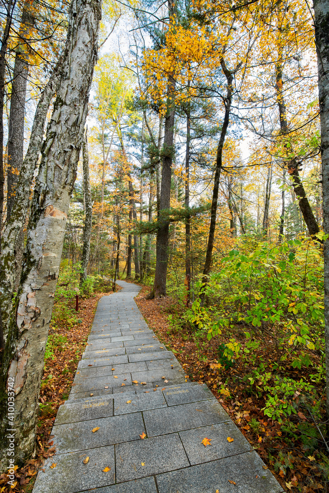 The path in the autumn forests.