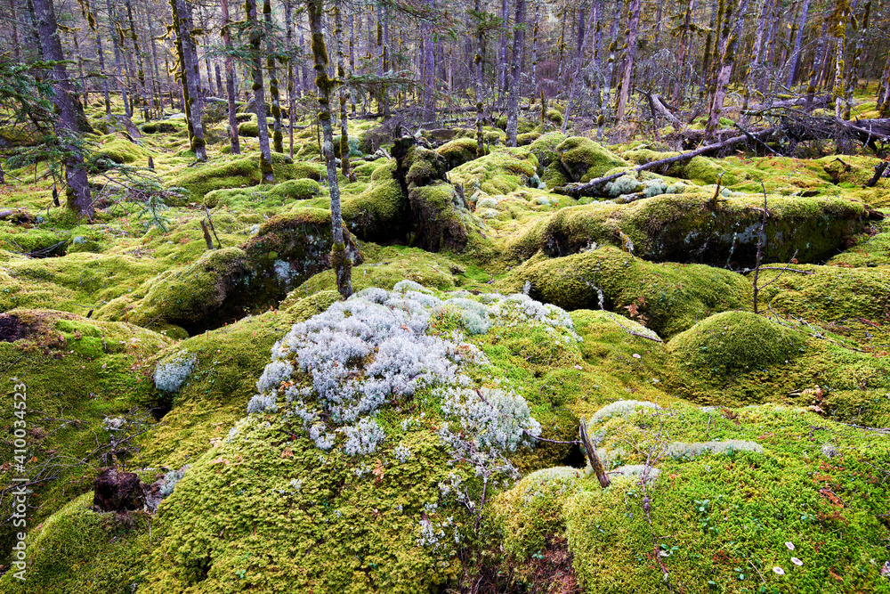 The lovely moss in the autumn forests.