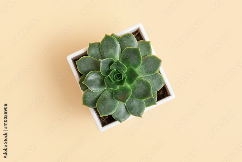 Green succulent in pot on color background