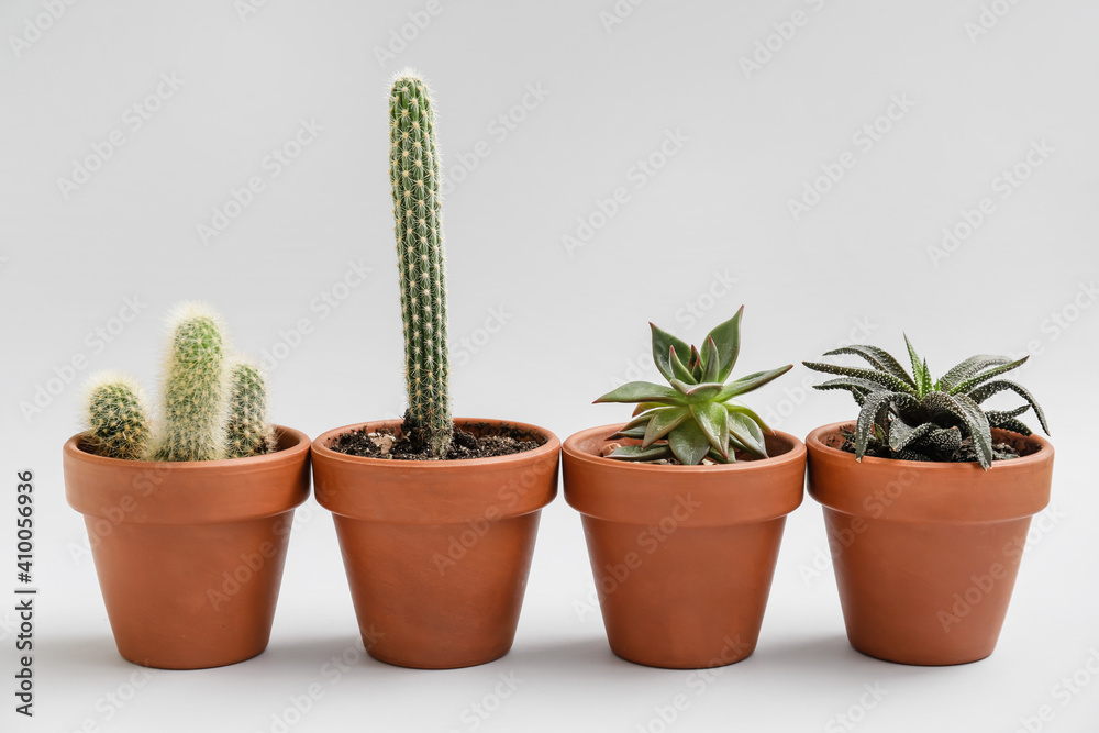 Green succulents and cacti in pots on light background