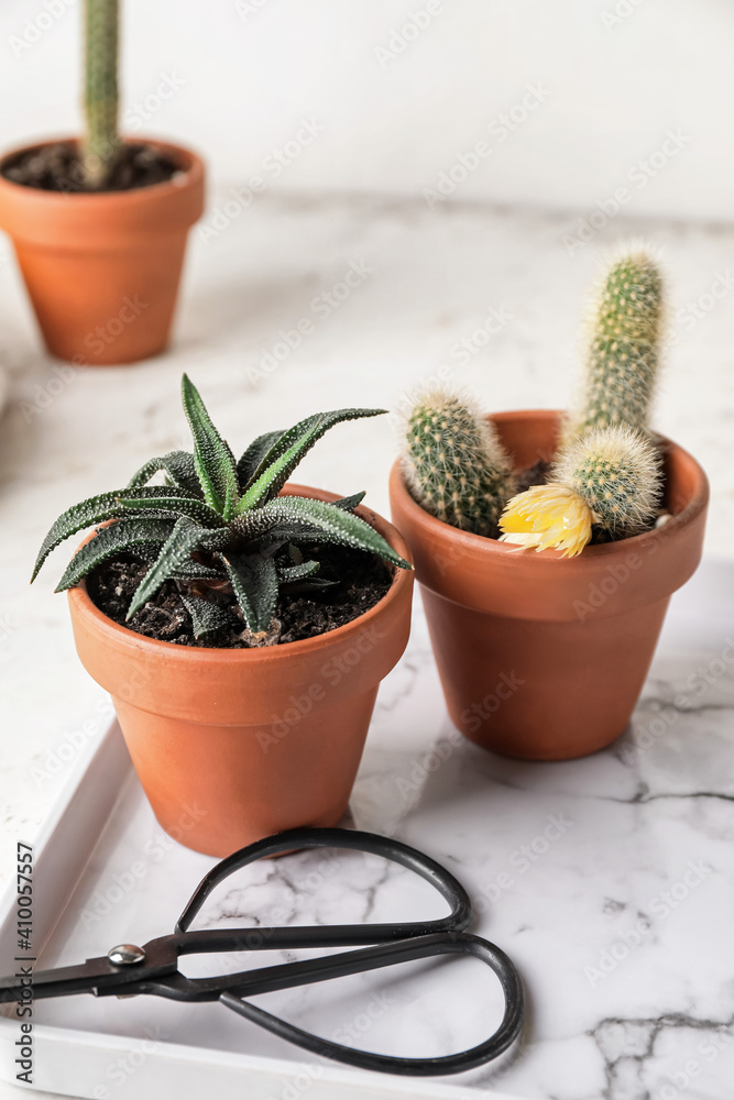 Tray with succulent, cactus and scissors on table