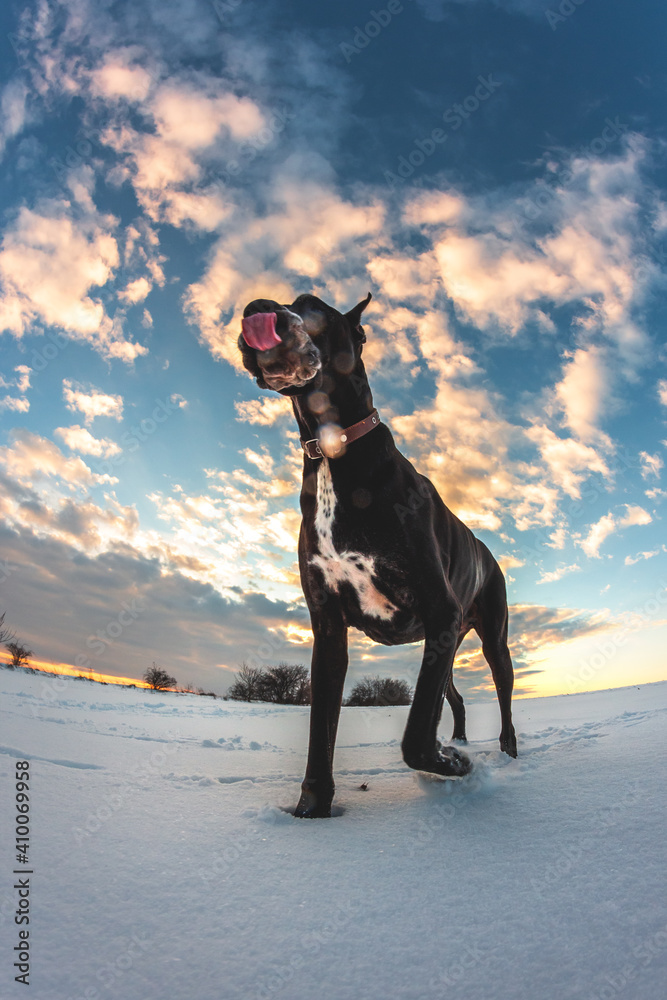 冬天大狗在雪地里奔跑，大丹犬探索雪地