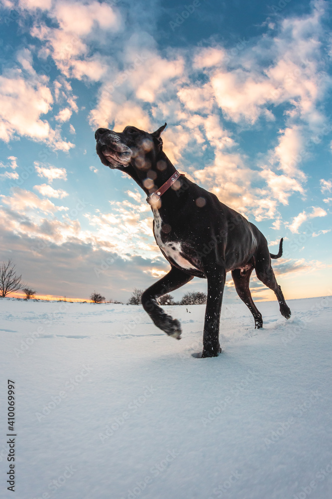 冬天大狗在雪地里奔跑，大丹犬探索雪地