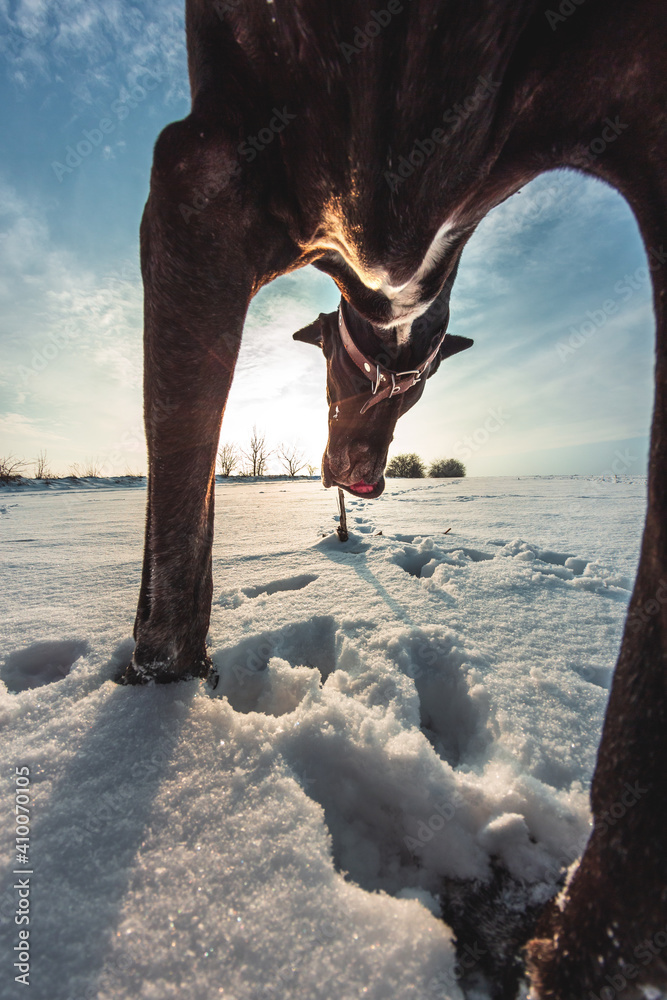 大狗在冬天的雪地里奔跑，大丹犬在雪地里探险