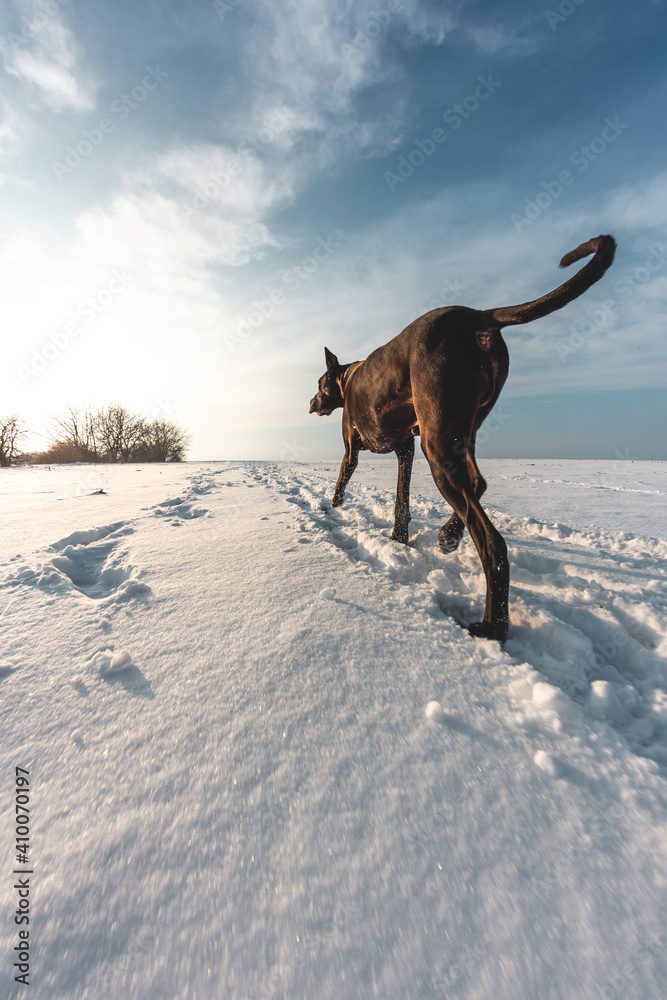 冬天大狗在雪地里奔跑，大丹犬探索雪地