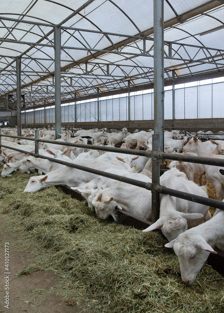 Goats. Dairy farm. Goats farm. Netherlands. Goats at modern stable. Eating roughage.