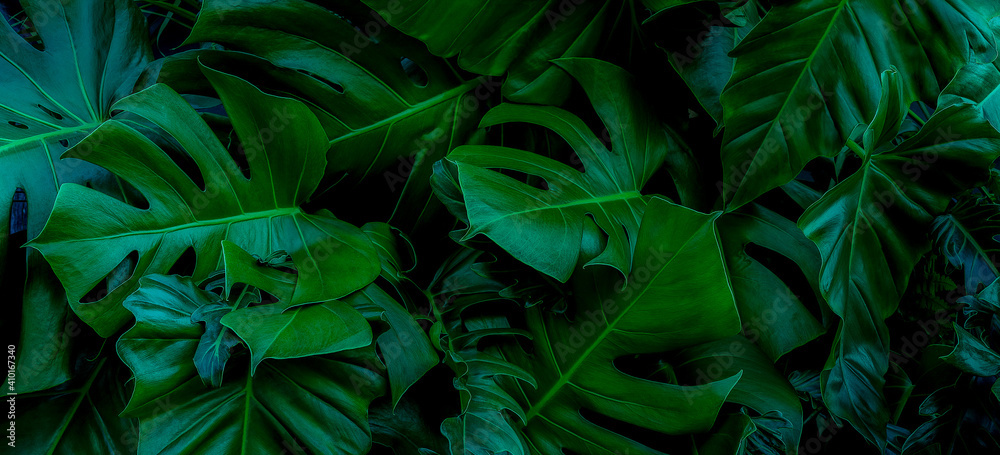 Monstera green leaves or Monstera Deliciosa in dark tones(Monstera, palm, rubber plant, pine, bird’s