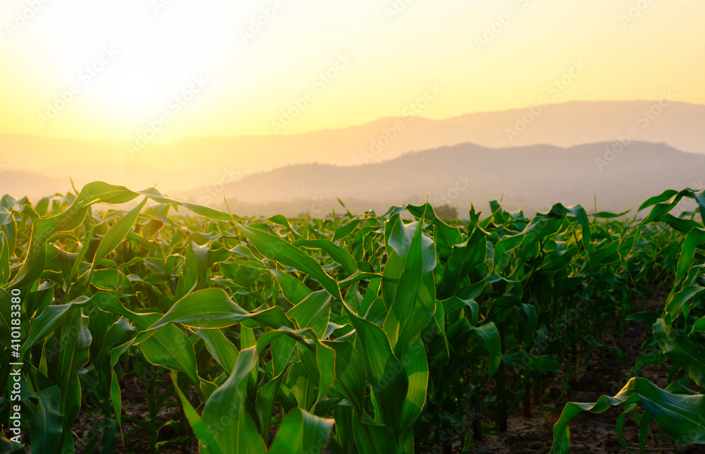 green corn field in agricultural garden and light shines sunset