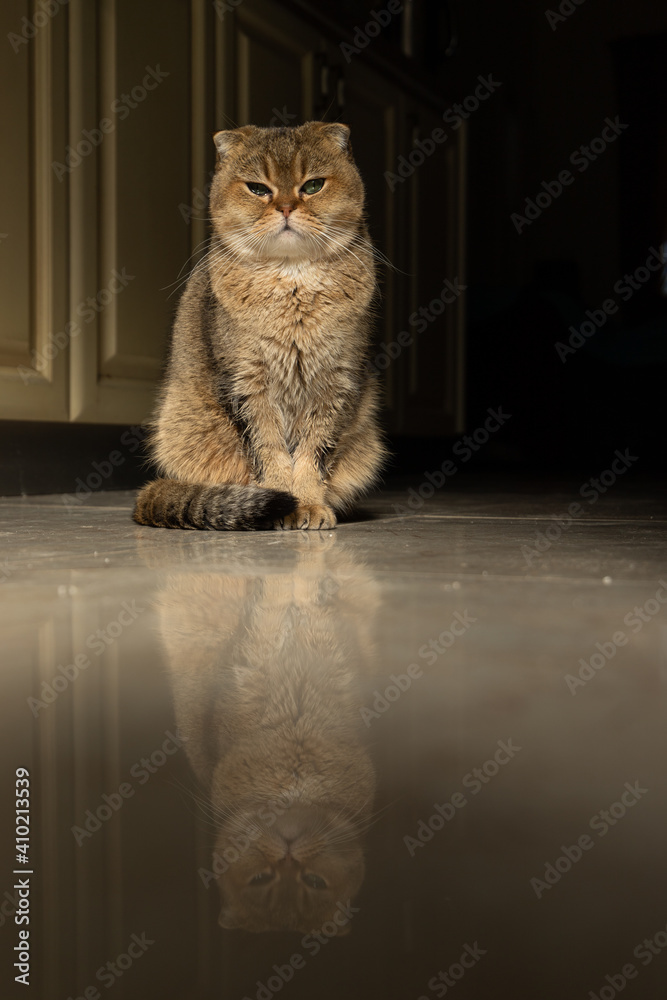 beautiful golden scottish fold cat on the floor in the kitchen