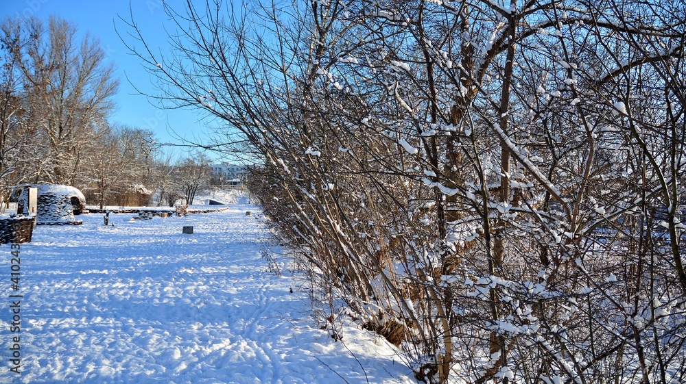 公园里被雪覆盖的树木