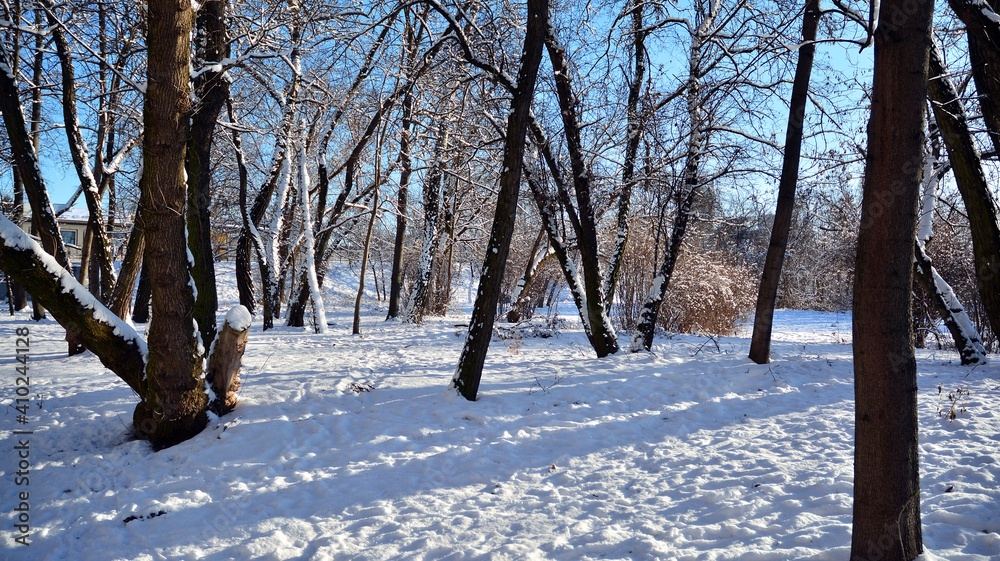 公园里被雪覆盖的树木